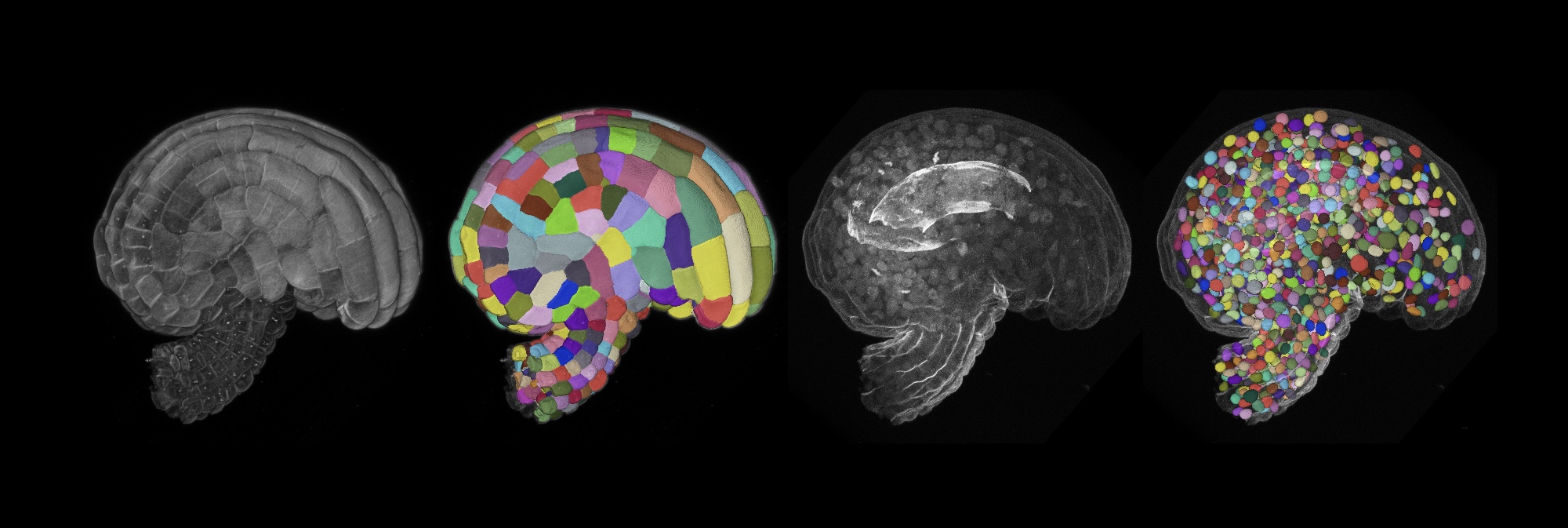 Bioimage Analysis